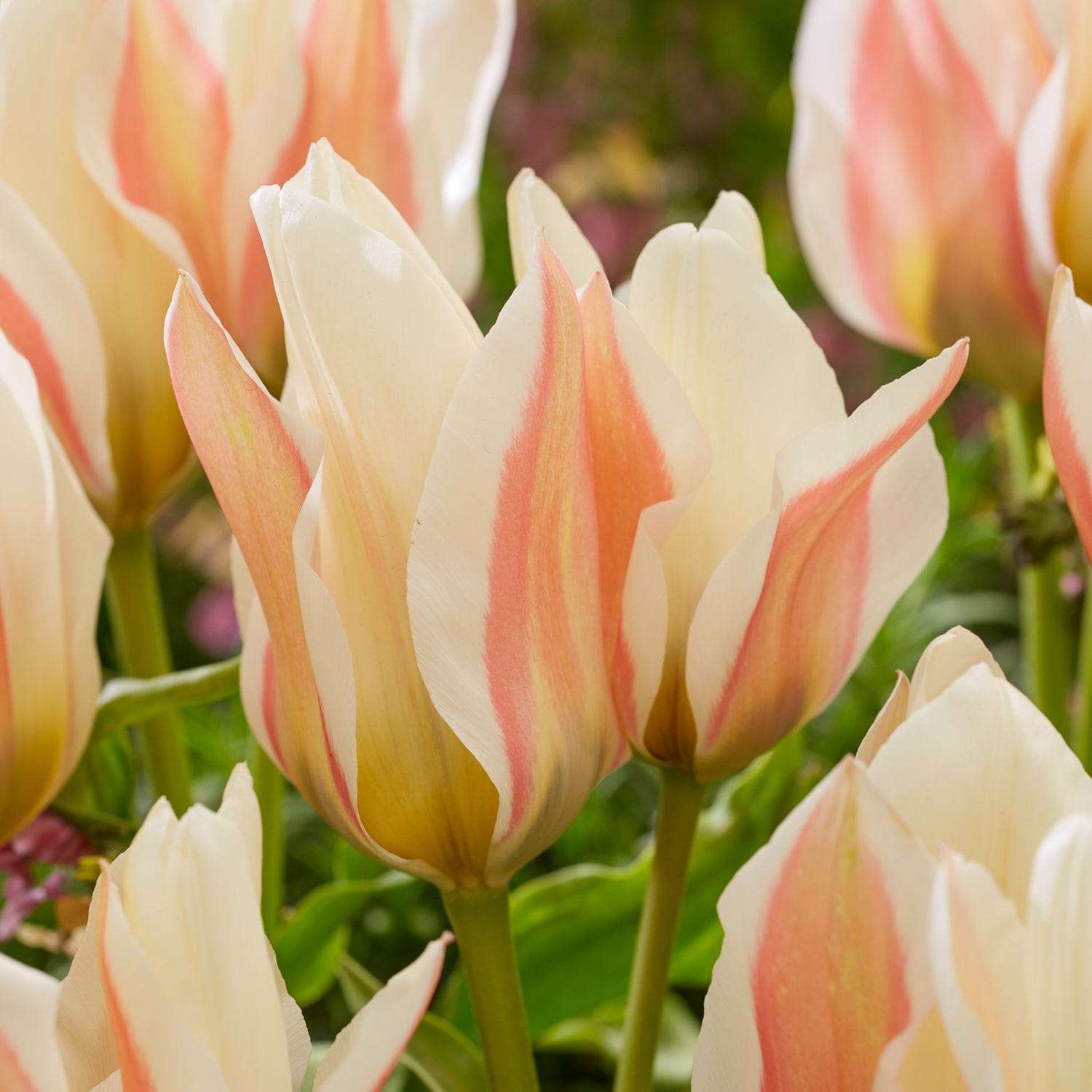Tulpe 'Serano'